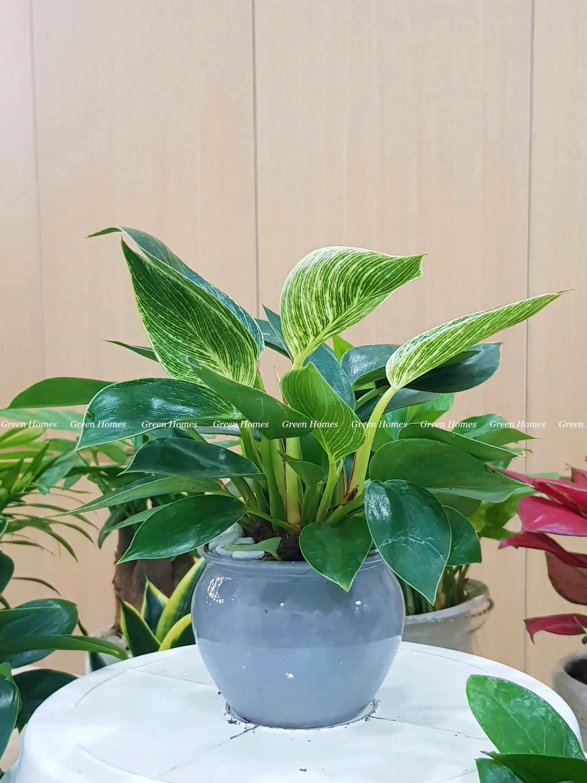 Cây Trầu Bà Kim Cương _Green Homes